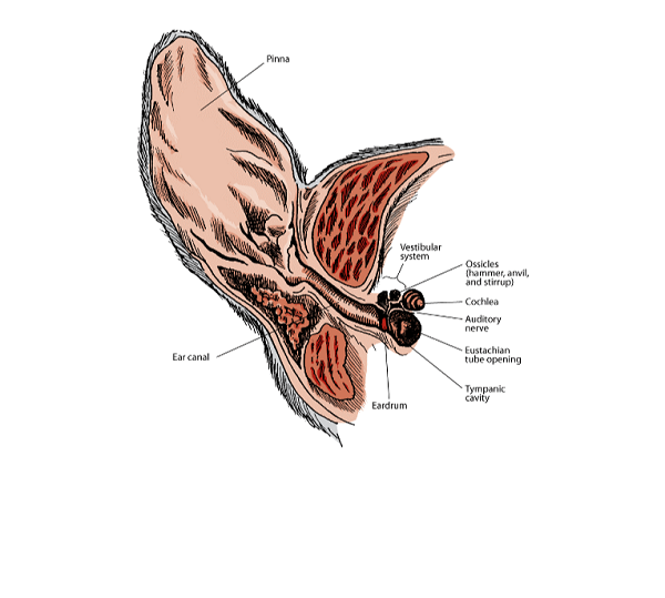 anatomy of the dog's ear