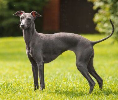 italian greyhound outside