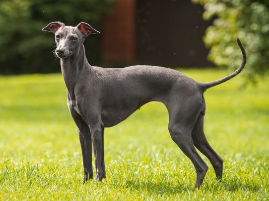 italian greyhound outside