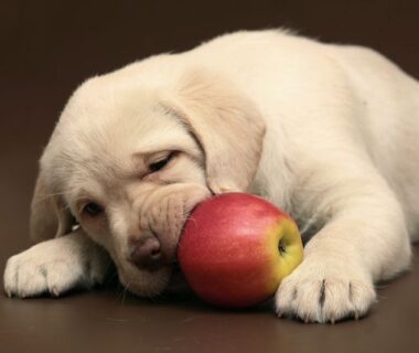 Can my dog eat apples and are they harmful to my pet?