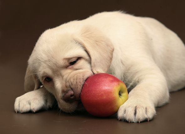 Can my dog eat apples and are they harmful to my pet?